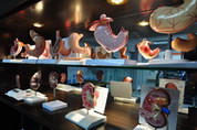 Organs & Body Parts Model