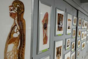 Sectional Organs & Body Parts