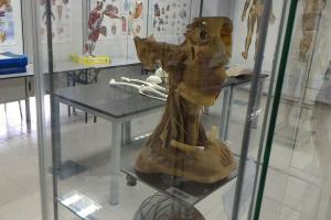 Head & Neck Plastinated Body Parts