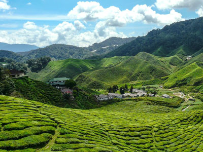 Cameron Highlands, Pahang